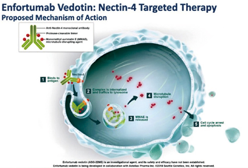 经治的晚期尿路上皮癌 Enfortumab vedotin 对比标准化疗可延永生存