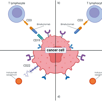 CD22阳性Ph阴性BCP-ALL老年患者 一线方案可联用奥加伊妥珠单抗