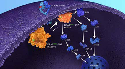 KRAS G12C突变的晚期NSCLC 戈来雷塞联合sitneprotafib表现良好且安全性可控